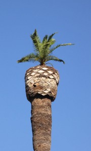 Park von Malaga - Palme