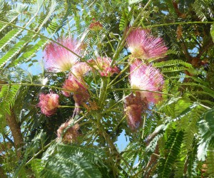 Mimosenblüte an der Plaza de la Merced