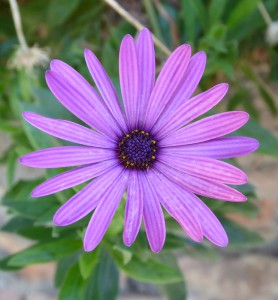 Park von Malaga - Blume