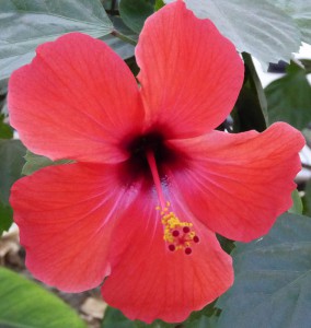 Park von Malaga - Hibiscus