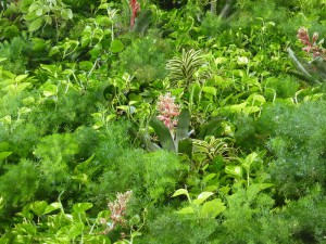 Living Wall