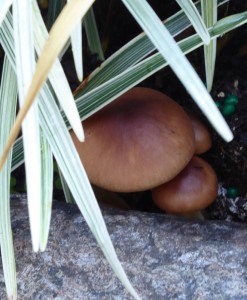 auch Pilze gibt es