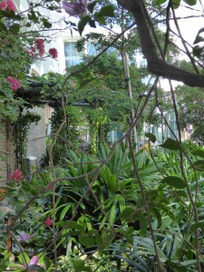 drei Bougainvillea im Trellis