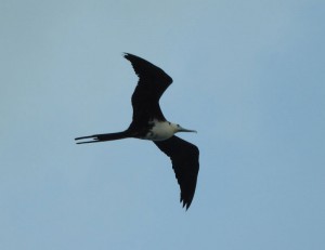 Fregattvogel