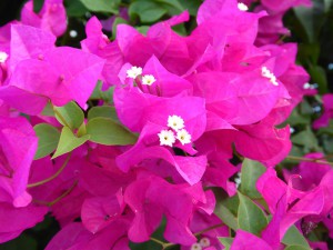 Bougainvillea