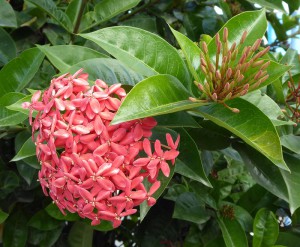 Blumenpracht