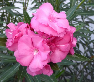 Oleander