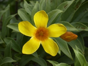 Blumenpracht