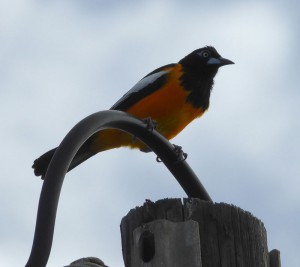 schöner Vogel