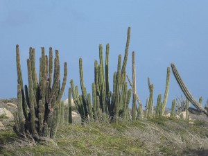 Kakteen