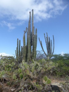 Kakteen