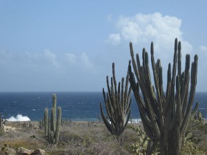 Kakteen