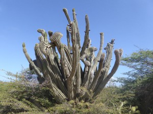 Kakteen