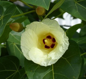 Blüte