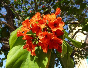 Blüten