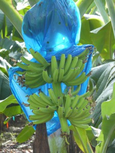 Bananenstaude