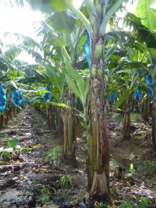Bananenplantage