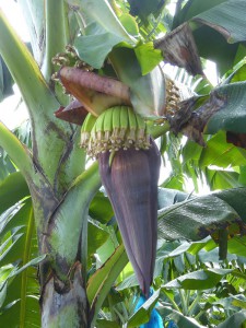 Bananenblüte