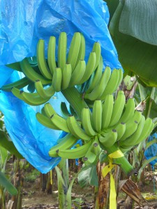 Bananenstaude