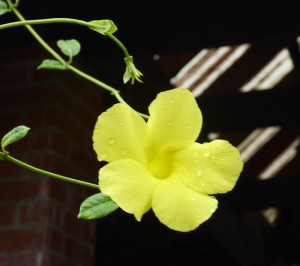 Blüten im Hafen