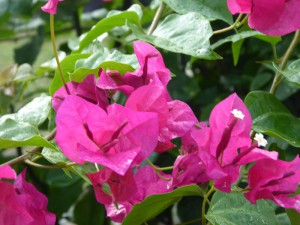 Bougainvillea