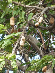 Tamarinde