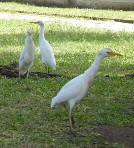 Reiher im Park