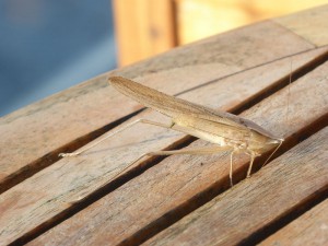 Besucher auf der Terrasse im Oceanview Café