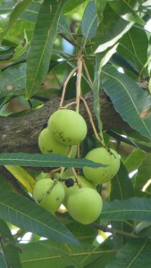 Romney Manor - Mangos