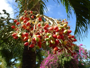 Romney Manor - Palmfrüchte