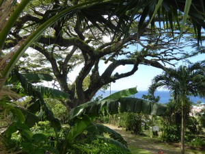 Romney Manor - Saman Baum aus Afrika