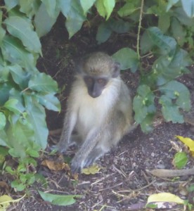 Affe
