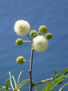 Mimose