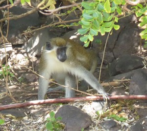 Affe