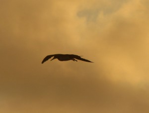 Fregattvogel