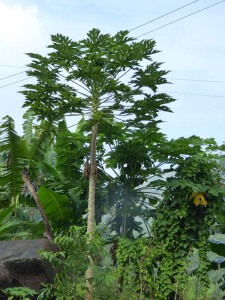 Papaya