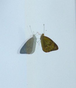 Schmetterling