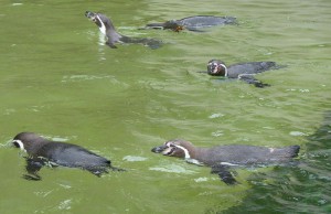 Humboltpinguine