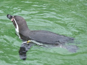 Humboltpinguine