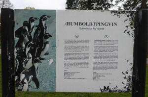 Humboltpinguine