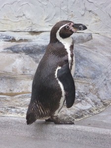 Humboltpinguine