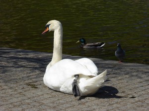 dreierlei Geflügel