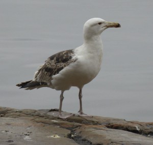 Möwe