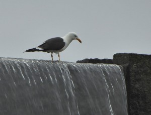 Möwe am Brunnen