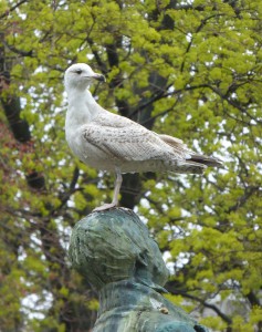 Möwe im Wergelandsparken