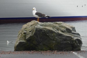 Möwen am Hafen