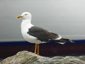Möwen am Hafen