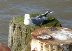 Möwe
