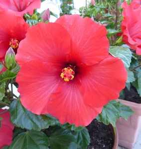 Hibiskus