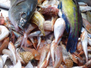 bunte Fische für Fischsuppe